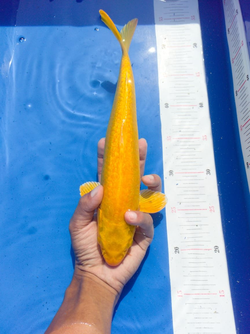 Pusat Jual Ikan Koi Terlengkap di Kota Batu