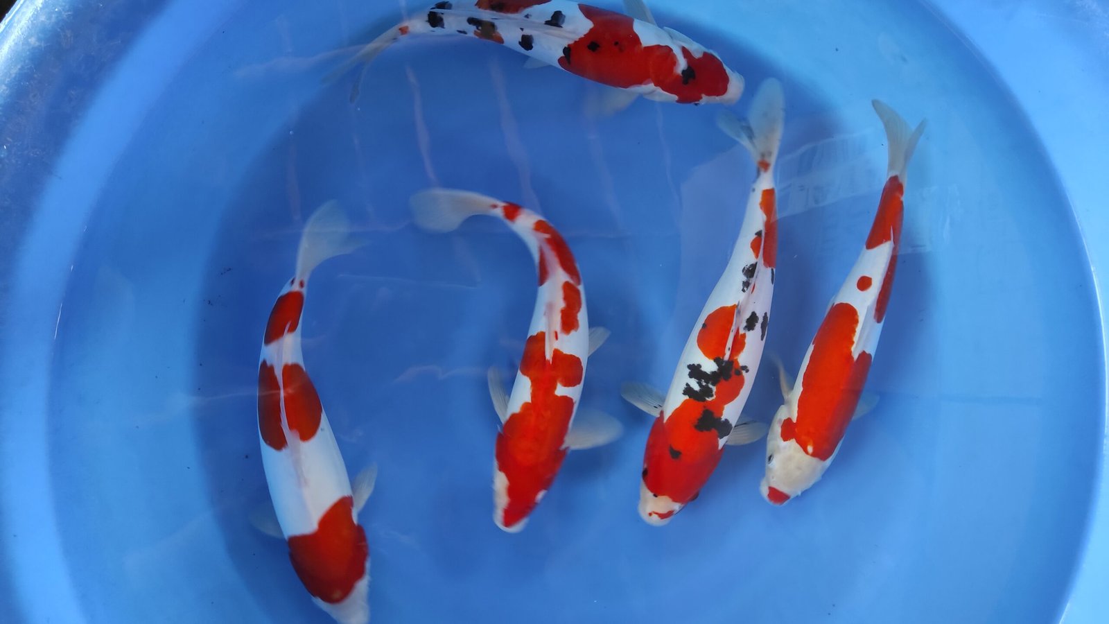 Pusat Jual Ikan Koi Terlengkap di Situbondo