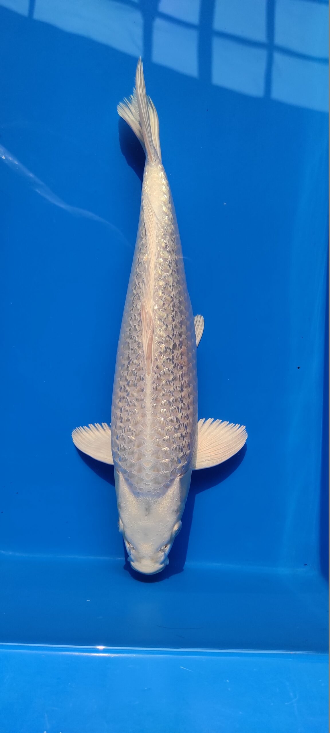 Tempat Jual Ikan Koi Terbesar di Jakarta