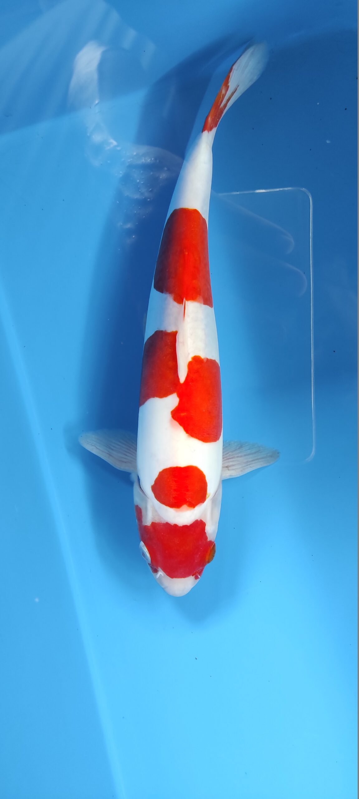 Tempat Jual Ikan Koi Terbesar di Cibinong