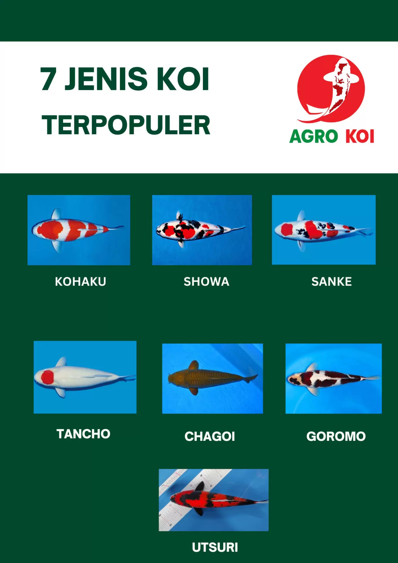Jenis Koi Populer