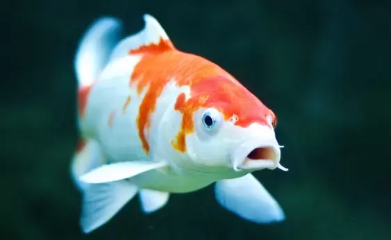 Perbedaan Ciri Fisik Ikan Koi Jantan dan Betina