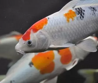 Perbedaan Ciri Fisik Ikan Koi Jantan dan Betina