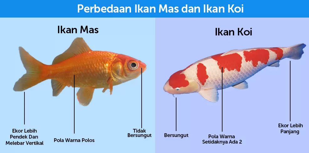 perbedaan ikan koi dan mas