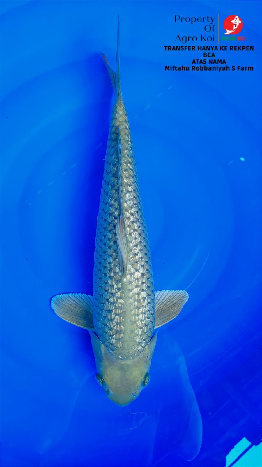 Jual Ikan Koi Import Terkenal di Bandung