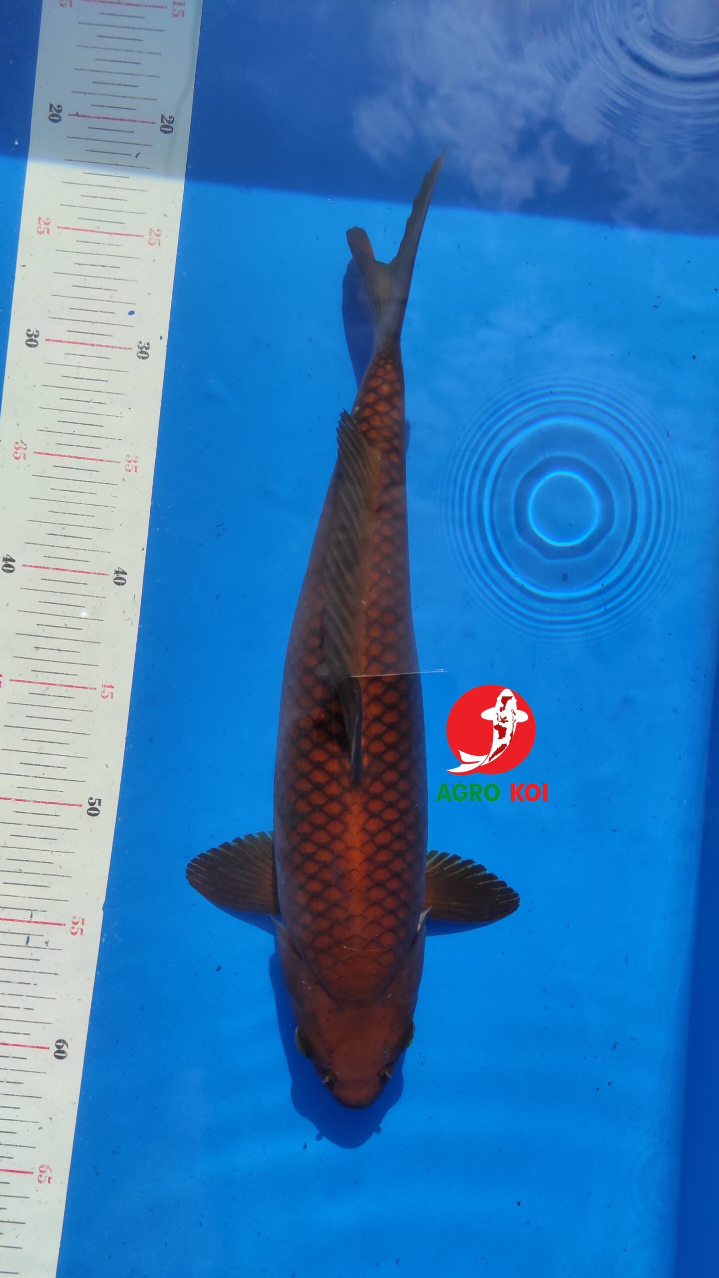 Jual Ikan Koi Import Terkenal di Bogor