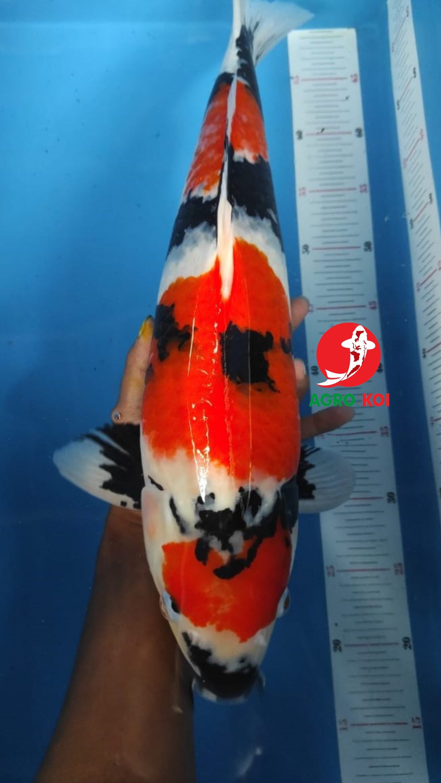 Penjual Ikan Koi Lengkap Terpercaya di Kudus