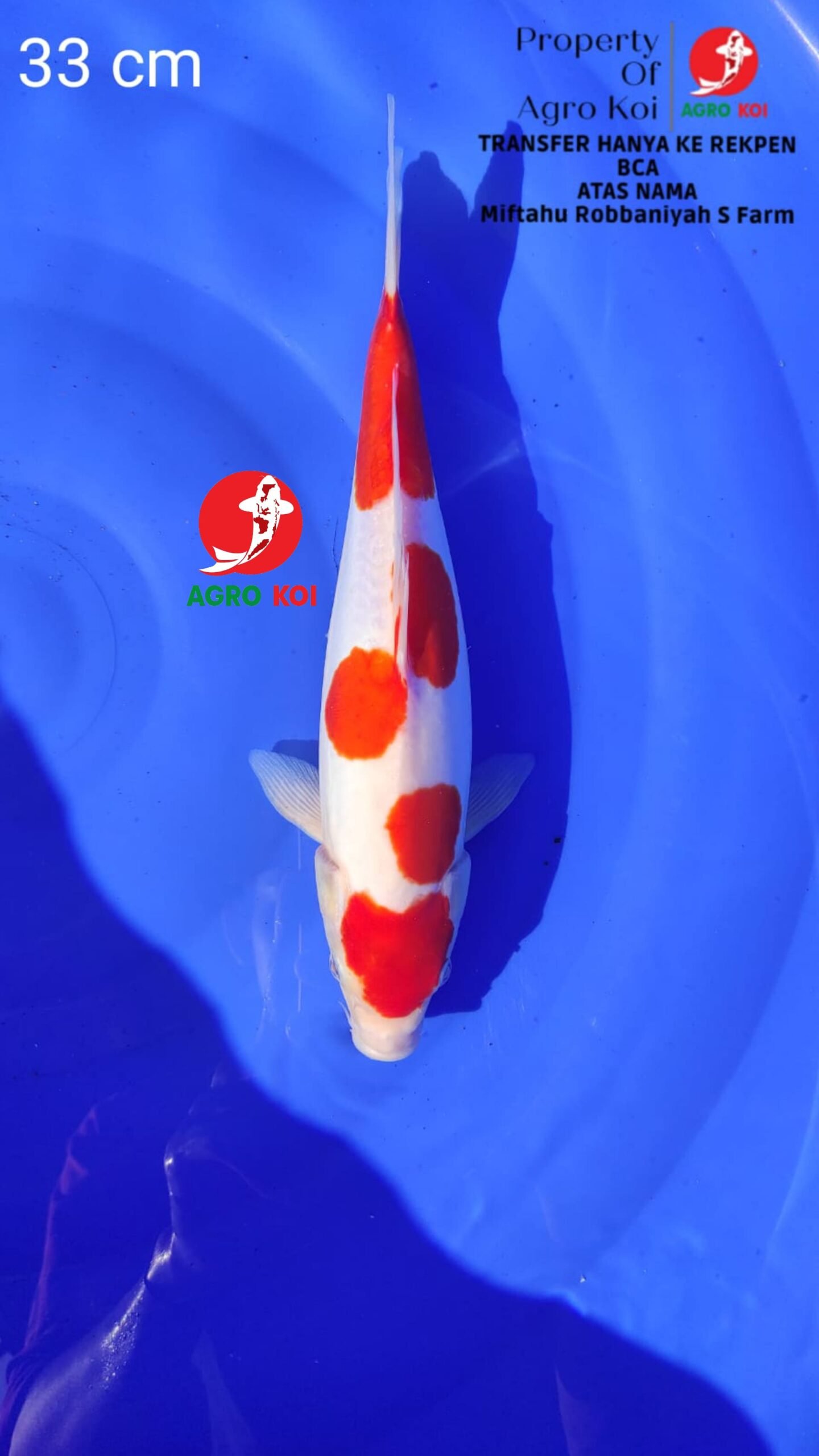 Penjual Ikan Koi Lengkap Terpercaya di Tangerang