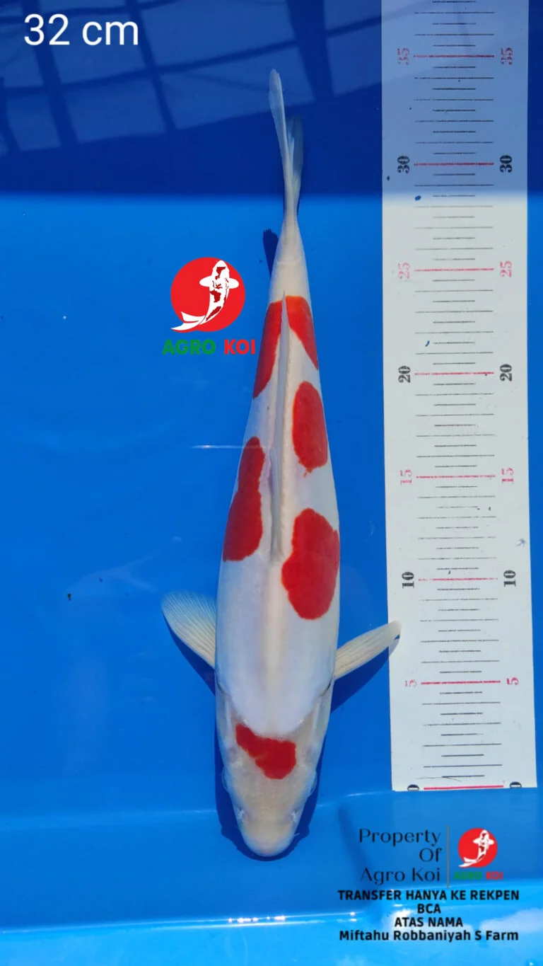 Peternak Ikan Koi Lokal Terbesar di Bengkulu