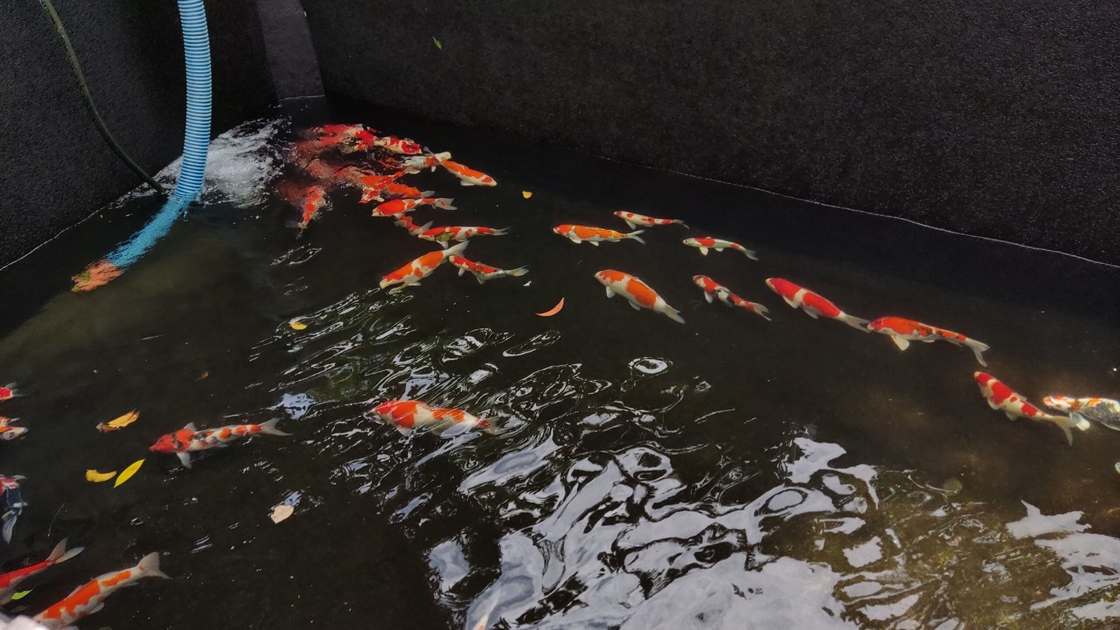 Jual Ikan Koi Jenis Lengkap di Depok