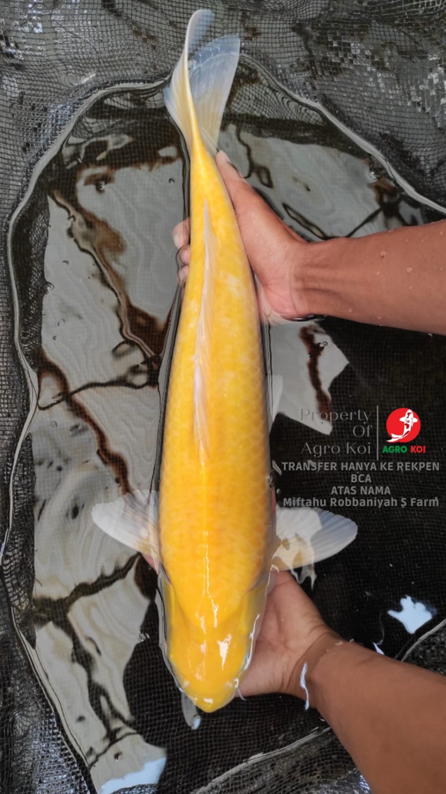 Petani Ikan Koi Lokal Terbesar di Kebumen