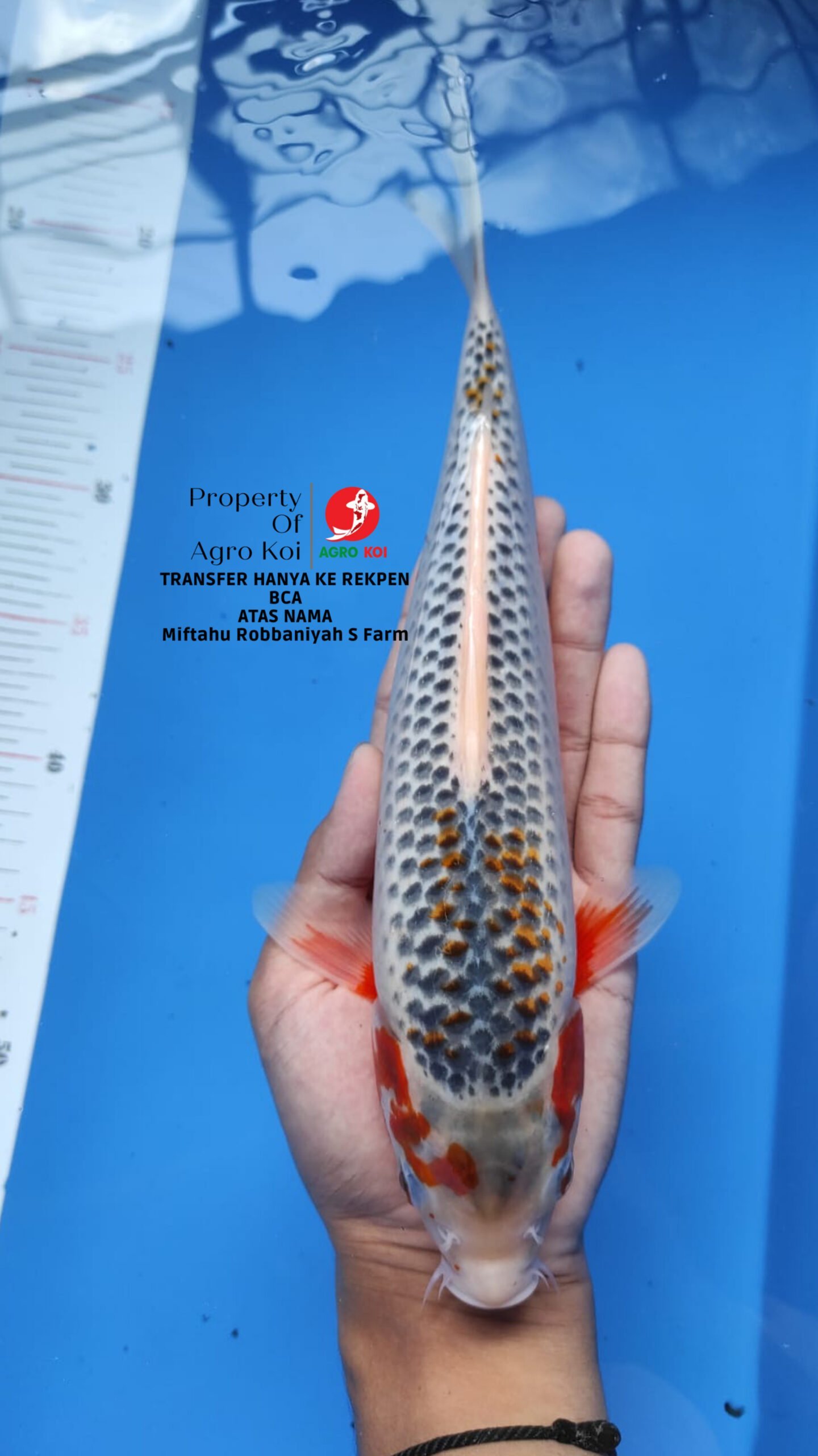 Peternak Ikan Koi Grade A di Bogor