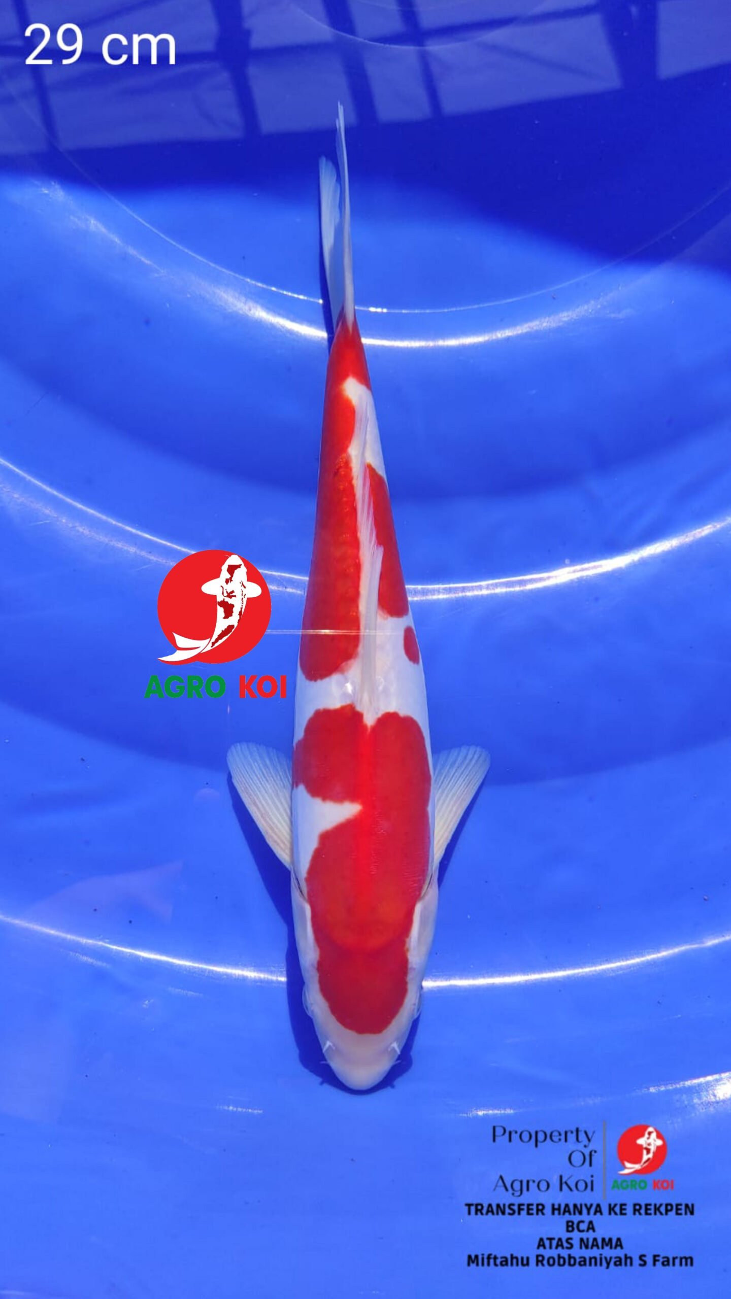 Peternak Ikan Koi Grade A di Depok