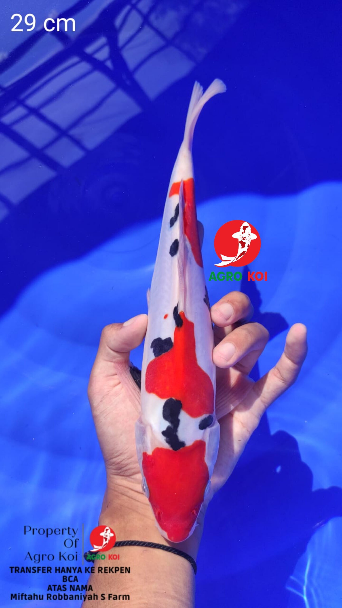 Peternak Ikan Koi Grade A di Lampung