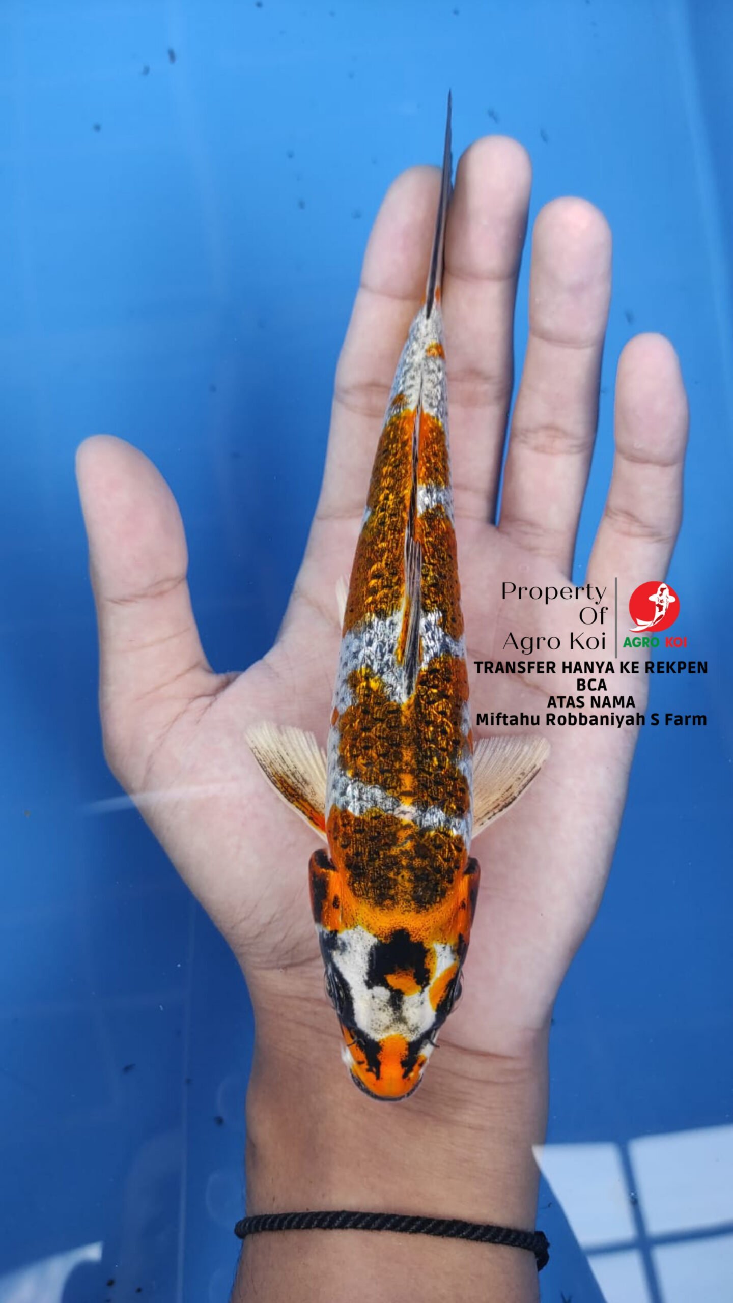 Peternak Ikan Koi Grade A di Tangerang