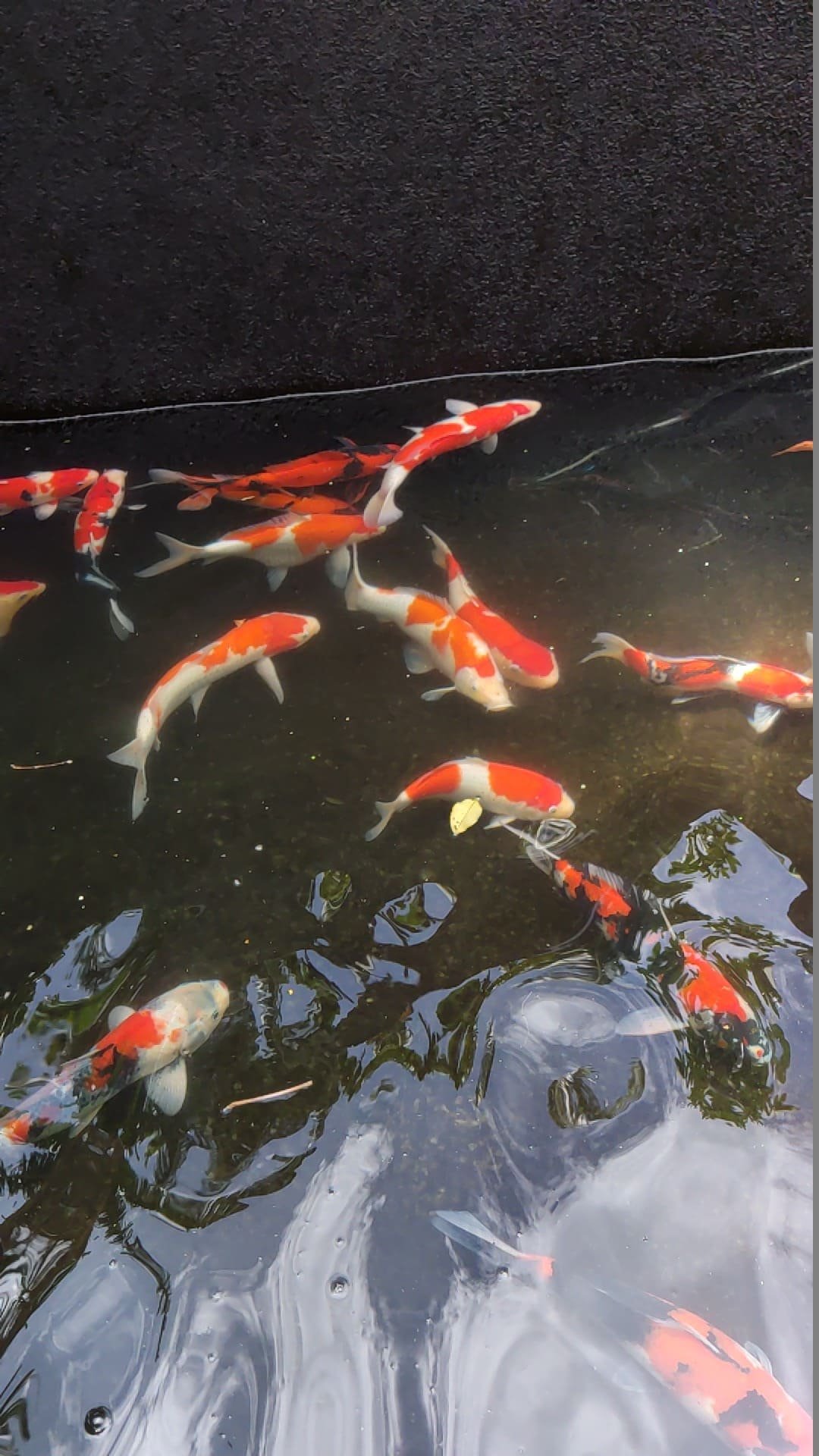 Peternak Ikan Koi Lokal Lengkap di Magelang