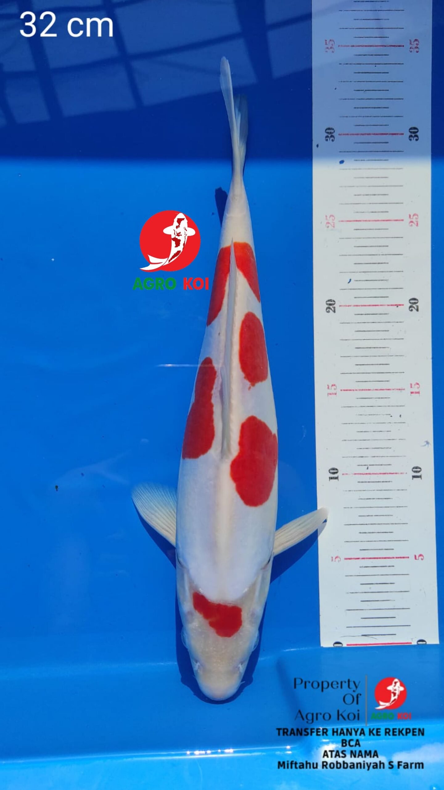 Peternak Ikan Koi Lokal Lengkap di Medan