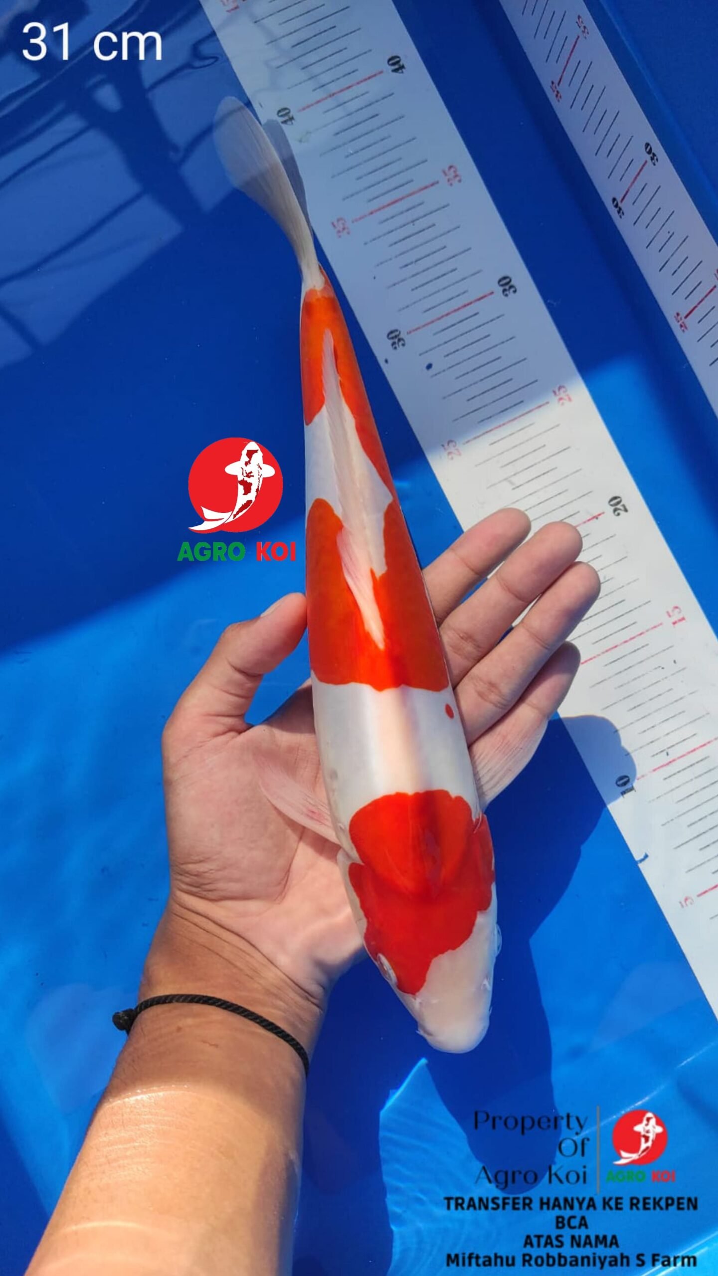 Peternak Ikan Koi Lokal Lengkap di Pasuruan