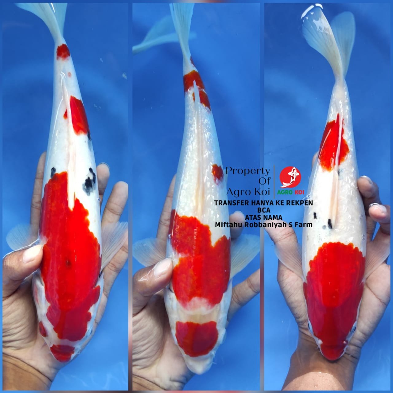 Rekomendasi Penjual koi Lengkap di Semarang