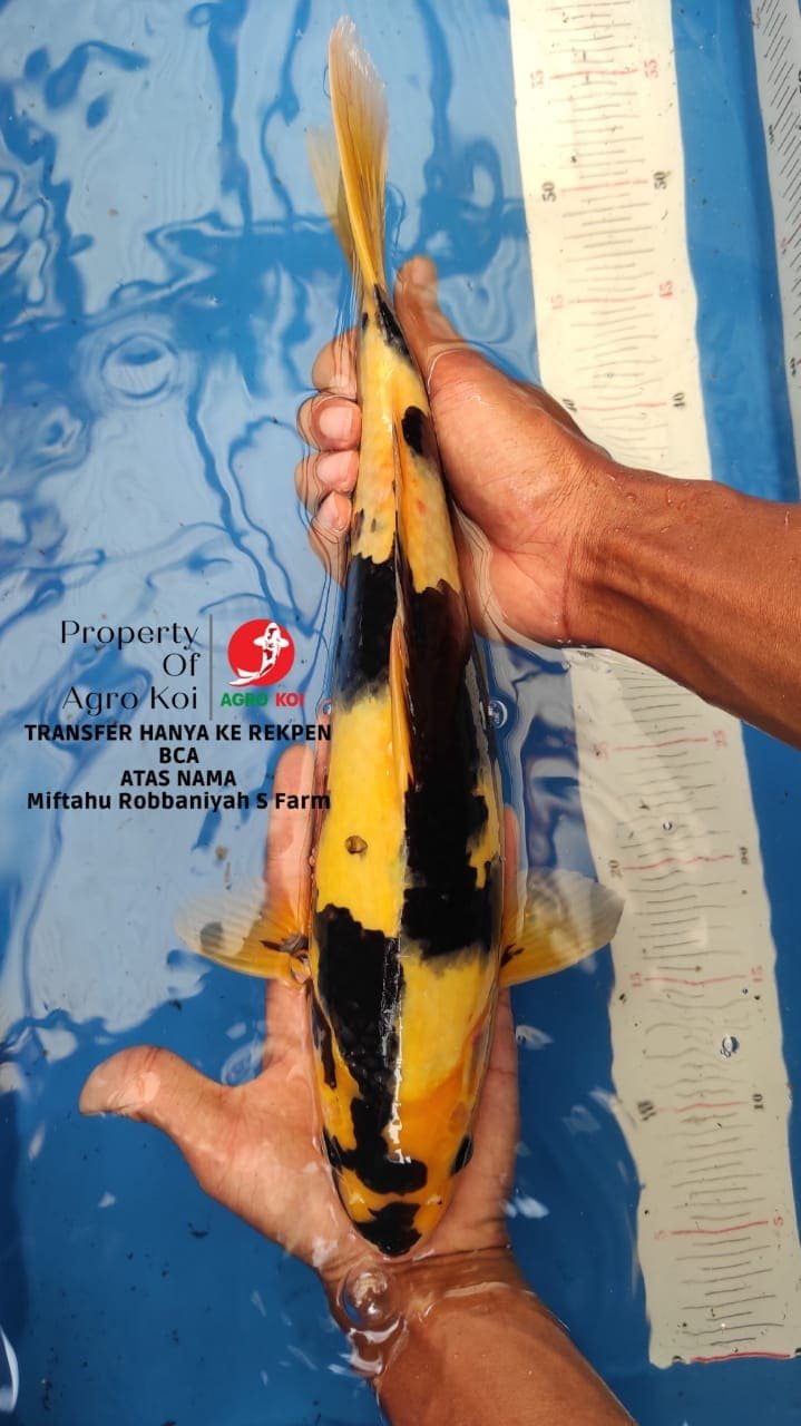 Agro Koi Farm