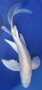 3fd11fae-7ec9-424a-adca-b65490f11057