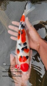 Jual Ikan Koi Grade A Terdekat di Surabaya-min