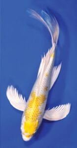 Language of Koi - Hariwake - POND Trade Magazine