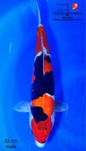 Penjual Ikan Koi Lengkap Terdekat di Denpasar