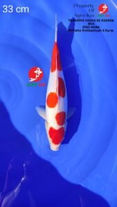 Penjual Ikan Koi Terbesar di Cibinong 085791708791 Pasti Garansi