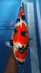 Perternak Koi Grade A Terdekat di Medan