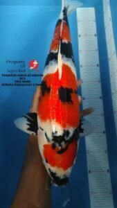 Perternak Koi Grade A Terdekat di Medan