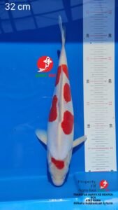 Petani Koi Lokal Grade A Terbesar di Makassar