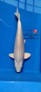 Petani Koi Lokal Grade A Terbesar di Medan