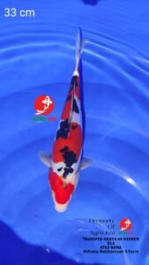 Petani Koi Lokal Terdekat di Surabaya