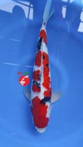 Peternak Koi Lokal Terdekat Terdekat di Malang