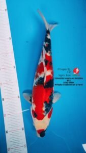 Peternak Koi Lokal Terdekat Terdekat di Semarang