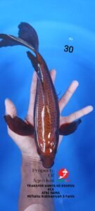 Peternak Koi Lokal Terdekat Terdekat di Surabaya