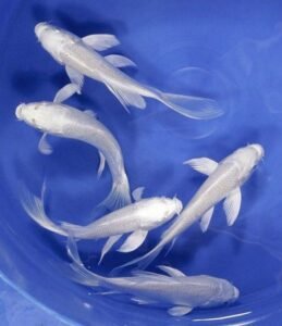 Platinum Ogon Butterfly