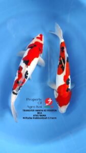 Sentra Beli Koi Terdekat di Medan