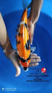 Sentra Jual Beli Koi Lengkap di Makassar