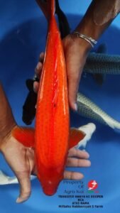 Tempat Jual Ikan Koi Terlengkap di Depok