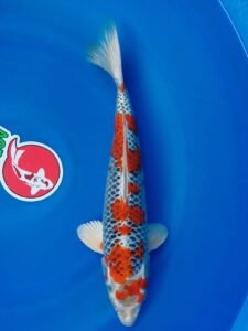 WhatsApp Image 2022-12-30 at 10.36.38