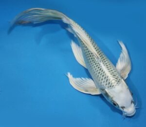 White Gin Matsuba Butterfly 8-9_ Live Koi Pond Fish Koibay