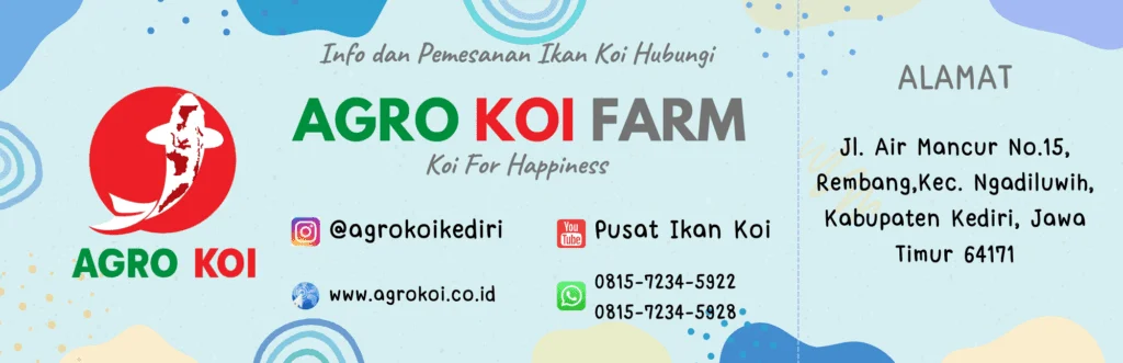 Sentra Jual Koi Grade A Bergaransi di Yogyakarta