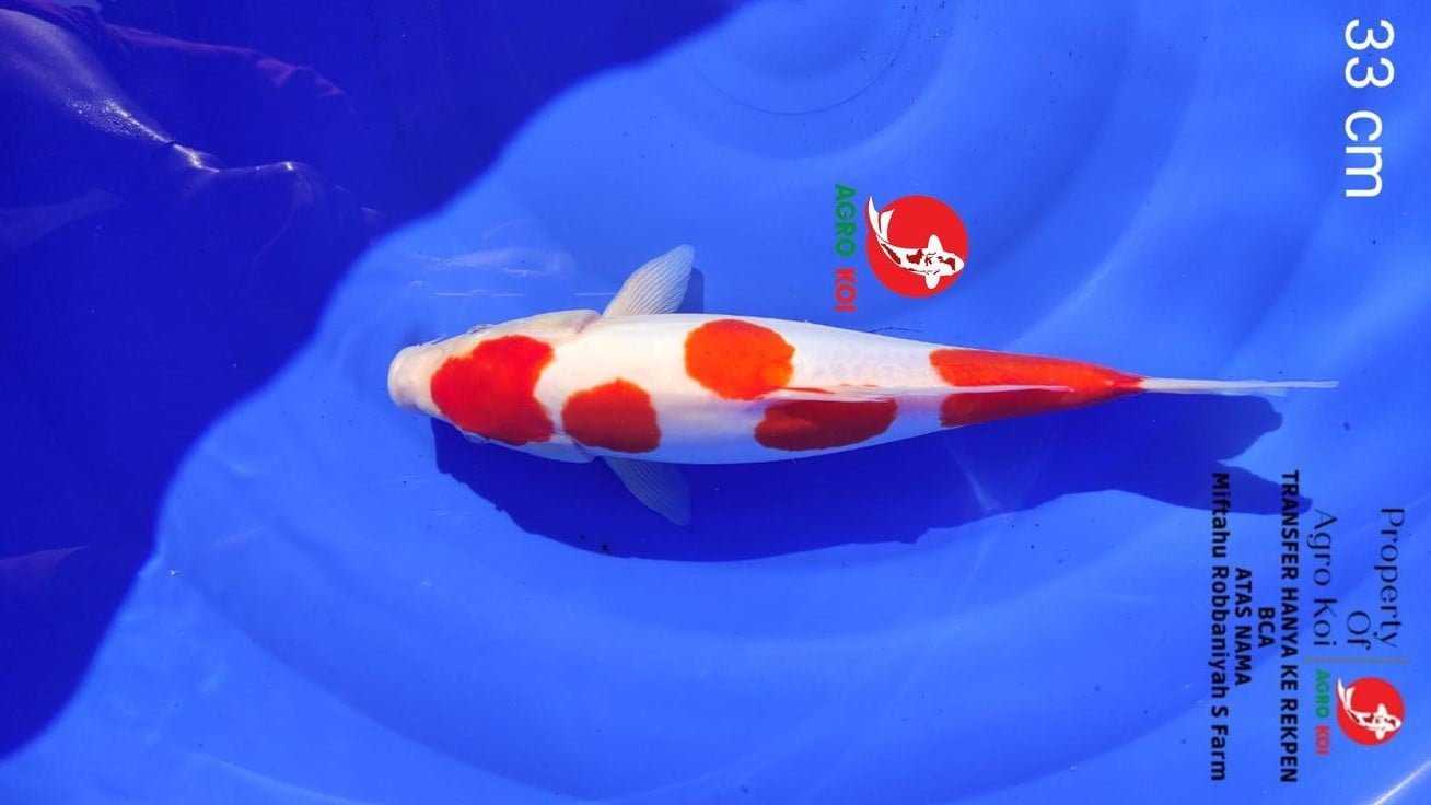 Sentra Jual Ikan Koi Lokal Terbesar di Kediri