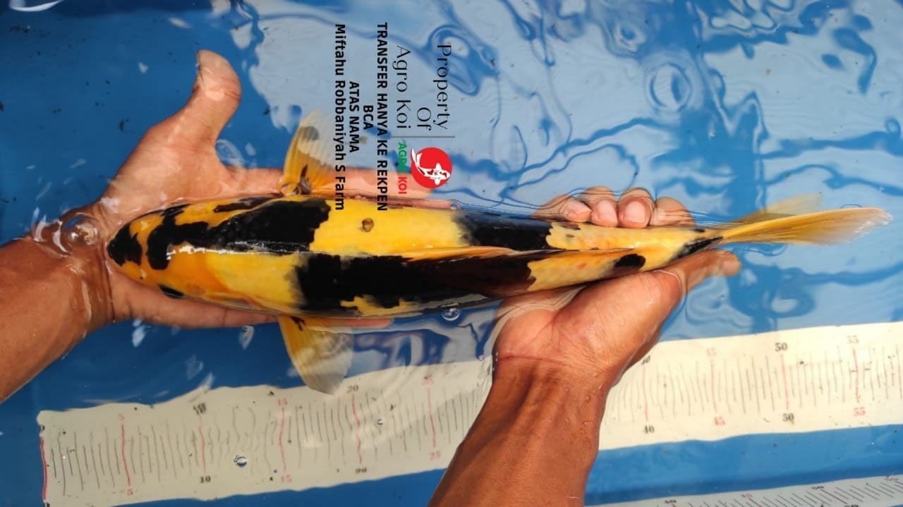 Ikan Koi AgroKoi Farm