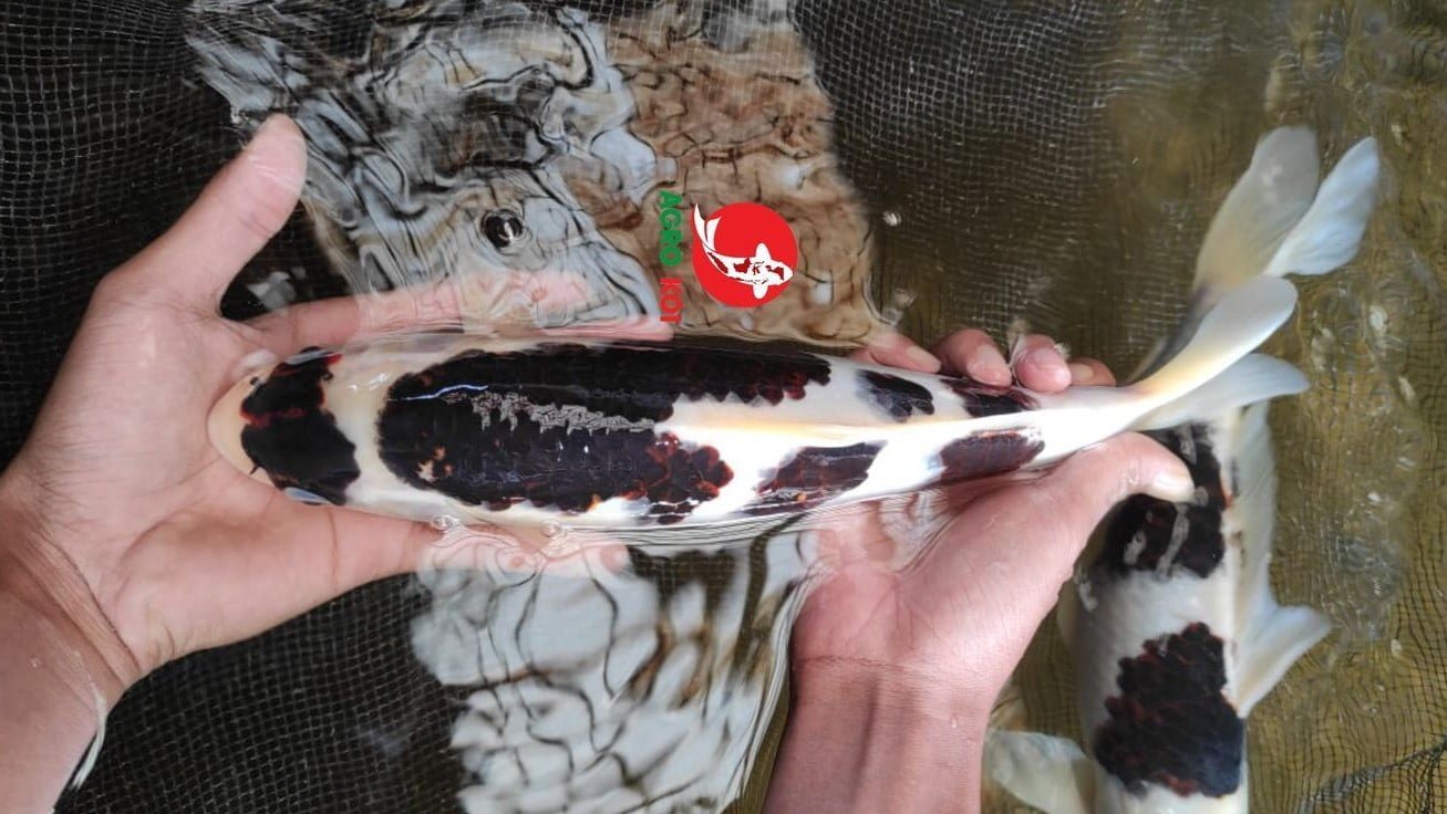 IkanKoi Agro Koi Farm