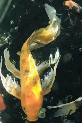 Ikan Koi Slayer 1
