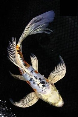 Ikan Koi Slayer 3