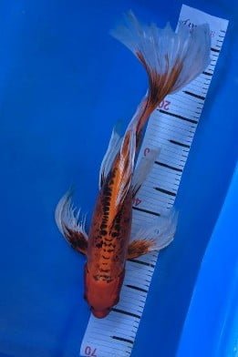 Ikan Koi Slayer 4